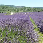 Les Costoliers