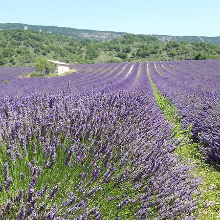 Les Costoliers